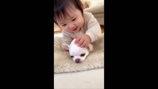🐶　#赤ちゃんと犬のいる暮らし #ほのぼの #かわいい  #子犬  #赤ちゃん #チワワ#aishorts #dog #Chihuahua  #cute  #baby