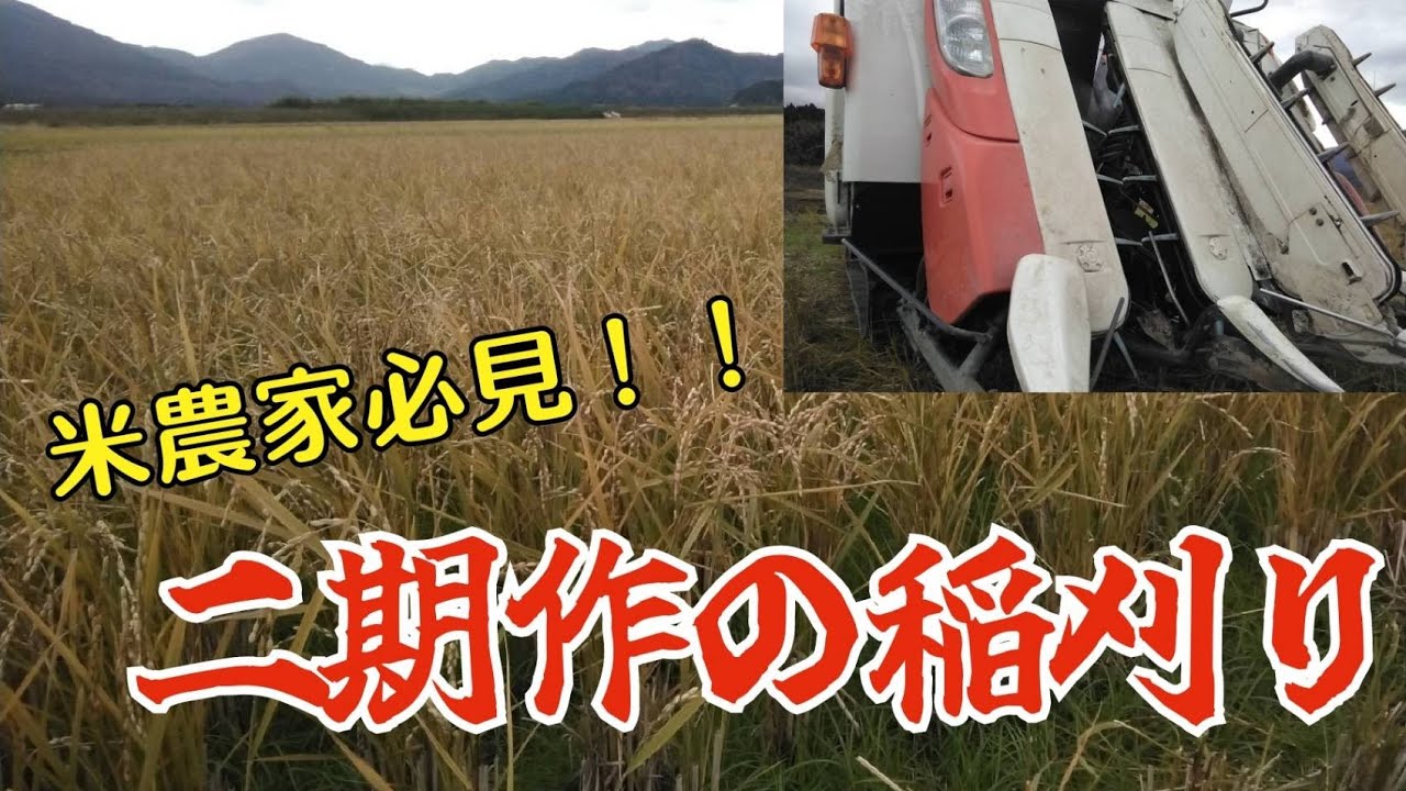 米不足解決か!?農家必見!!『稲作の二期作』 - YouTube