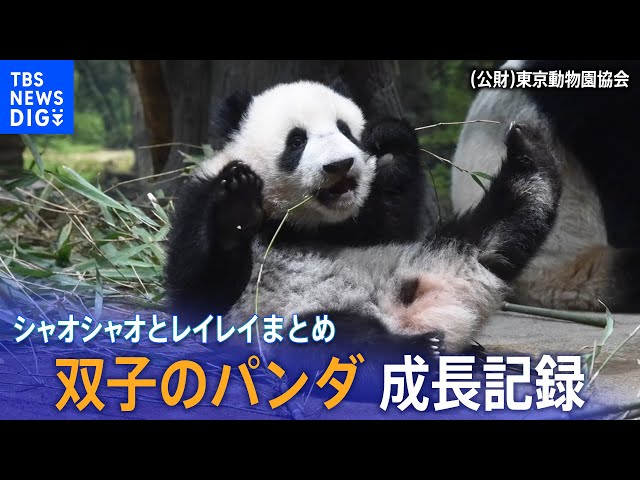 上野動物園の双子パンダ「シャオシャオ」と「レイレイ」 最新映像を