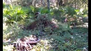 Sasquatch Hangout in Central FL (stabilized)- YouTube.flv