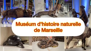 {4K}Amazing tour in natural history museum of Marseille,Muséum d'histoire naturelle de Marseille🇫🇷