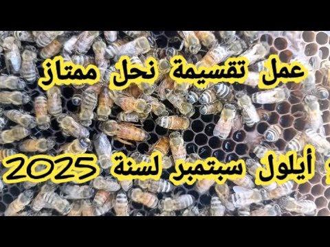كيفية عمل تقسيمة نحل ممتاز مع سبتمبر و أكتوبر لسنة 2025 وشروط نجاح التقسيمات