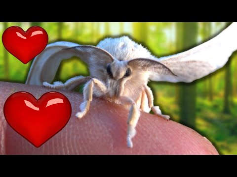 Raising Silkworms to