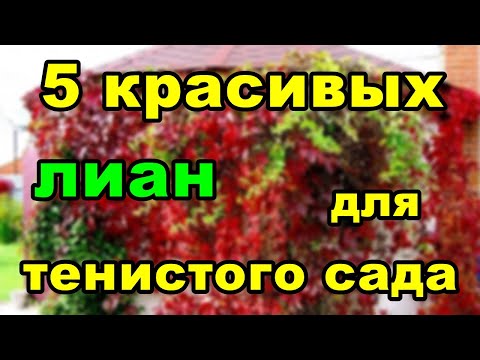 5 красивых лиан для тенистого сада | Вьющиеся растения для сада
