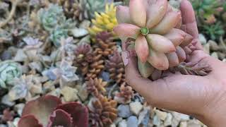 propagating this beautiful Graptosedum Alpenglow from leaves and cuttings. Showing results