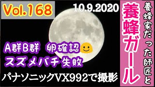 Vol.168　スズメバチキャッチ難しい　Ｂ群継箱にしたら王台大量！2020.10.9