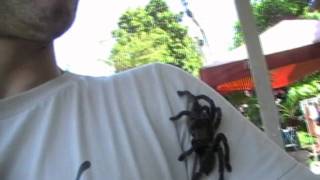 Do not this
http://picasaweb.google.no/jaktmeister/anithai#5507149213623700130
playing with big haplopelma longapese spider in nang rong buriram
thailand....
