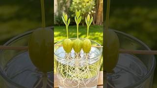 Diy Home Garden Easy Trick To Plant Gs