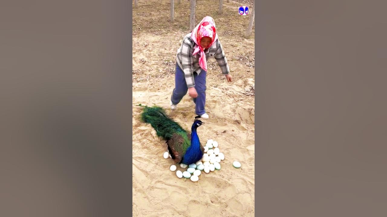 the crow and the peacock feathers #peacock #shorts #song #bollywood #hindisong #musicclip #birds the crow and the peacock feathers #peacock #shorts #song #bollywood #hindisong #musicclip #birds