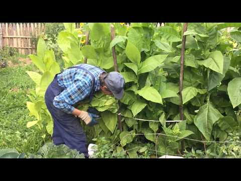 Выращивание табака на садовом участке. Видео отчет про выращивание табака человеком (часть вторая)