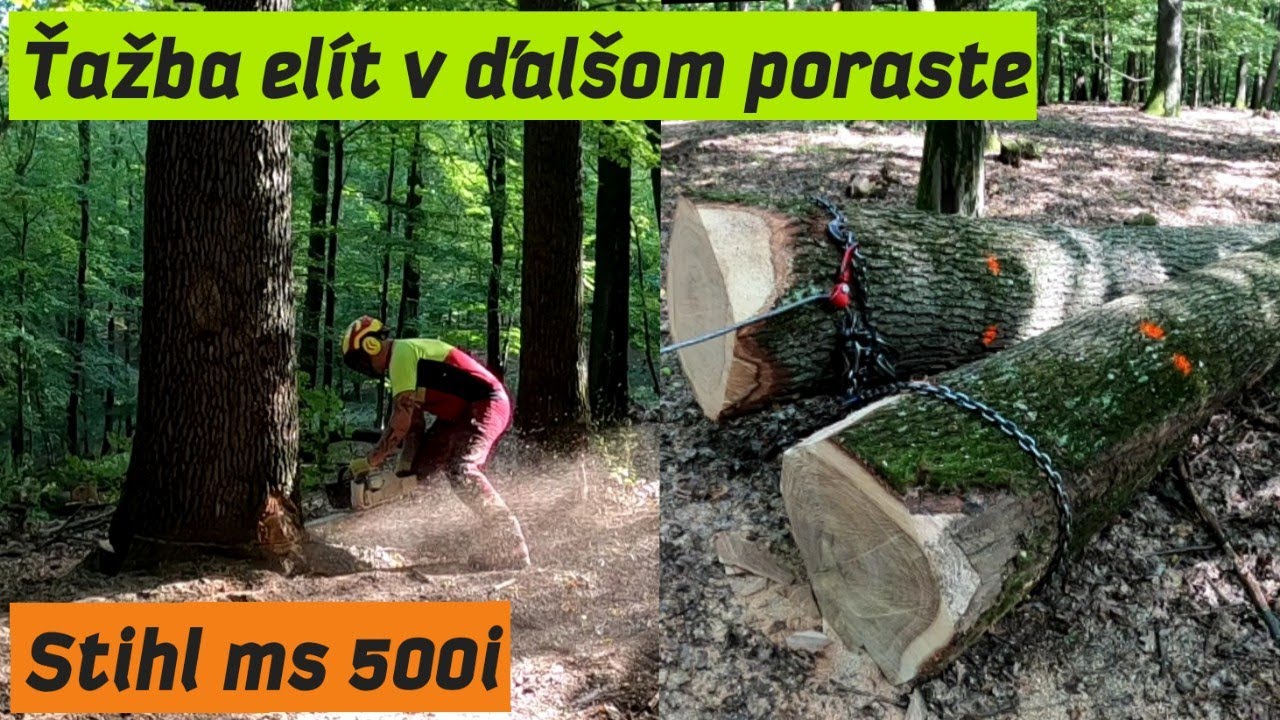Ťaháme hrúbe elitné duby v ďalšom poraste, Ťažba dreva, Stihl ms 500i, Amles, Forestwork, Felling