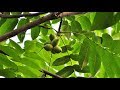 Как  вырастить  дерево ореха маньчжурского (центральный регион РФ)
