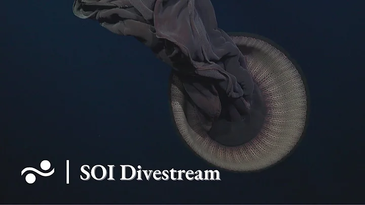 Dorado Outcrop (too) | SOI Divestream 619