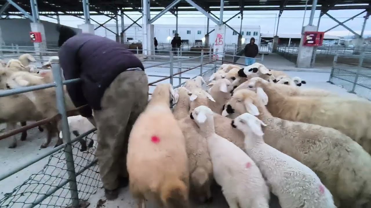 ÇORUM HAYVAN PAZARI KÜÇÜKBAŞ 2 MART ÇEKİMİ BİR BÖLÜM 3 MART 2026