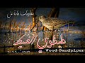 موسم السكسوك 2026 معلومات عن طيطوي الغيط مع صوت رائع لجذبه Wood Sandpiper ادعمونا بالايك والاشتراك موسم السكسوك 2026 معلومات عن طيطوي الغيط مع صوت رائع لجذبه Wood Sandpiper ادعمونا بالايك والاشتراك