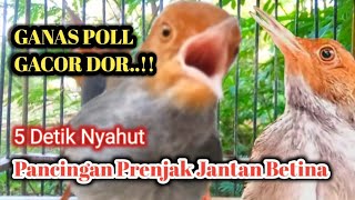 Burung Prenjak Jantan Betina Gacor Bersautan Ampuh Buat Prenjak Bahan