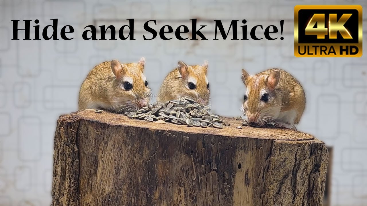 Best Mice Videos for Cats to Watch Hide and Seek Mice Mice in The