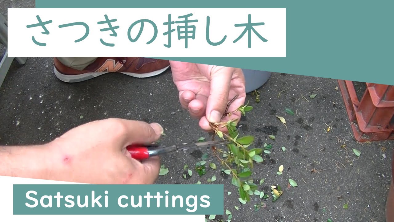 さつきの挿し木21 06 22 Satsuki Cuttings Youtube