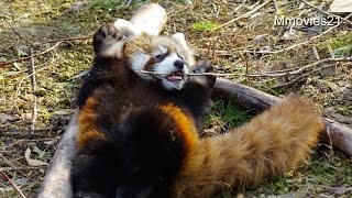 マーキングし始めたレッサーパンダ ホクト~Red Panda