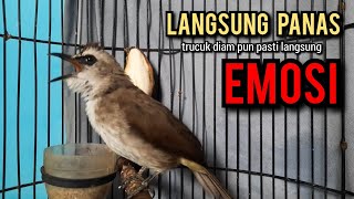 trucukan gacor ROPEL PANJANG buat pancingan trucukan agar bunyi jadikan burung trucuk gacor NYAUT