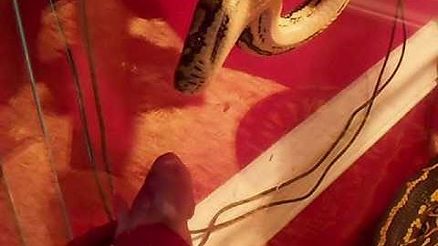 Coastal Carpet Python Attacking And Eating A Rat