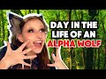 Day in the life of an alpha wolf