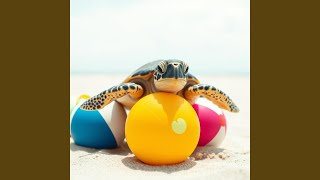 Shell Tap of Mimo Baby Loggerhead Turtle