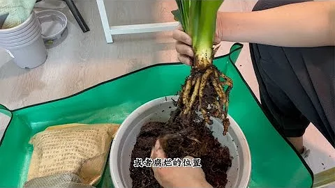 想給君子蘭換盆，記住幾個「要領」，根系長滿盆，開花才漂亮 - 天天要聞