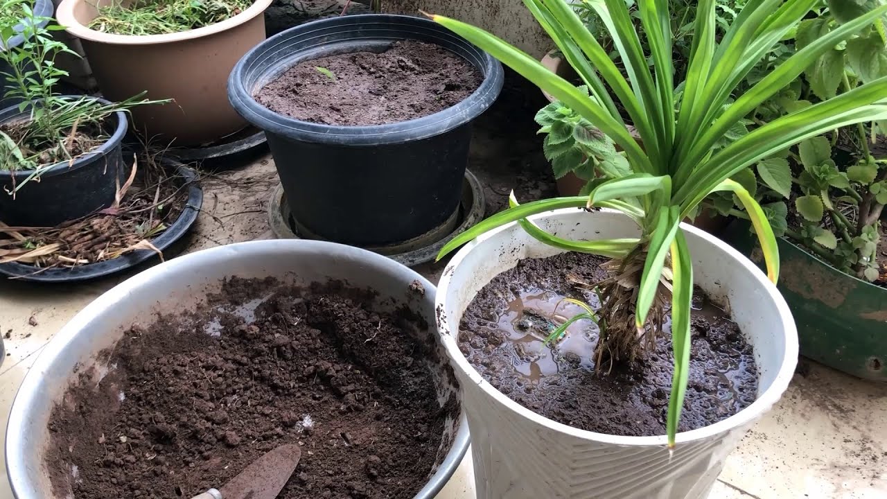 Repotting Pandan Plant Pandan Leaf Plants Care YouTube