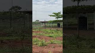 Solar Power Plant At Kaynela Farms.