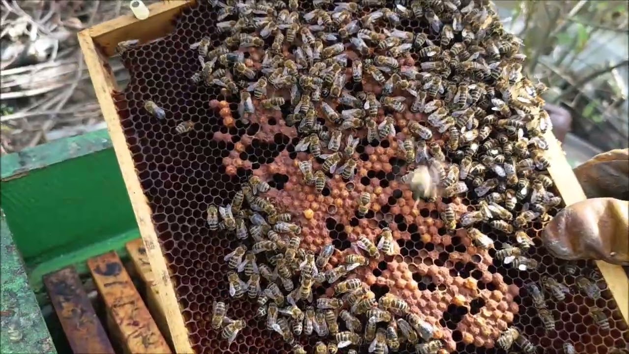 Oddělek včel s včelí matkou, která se špatně rozkladla, kladla hrboplod.
