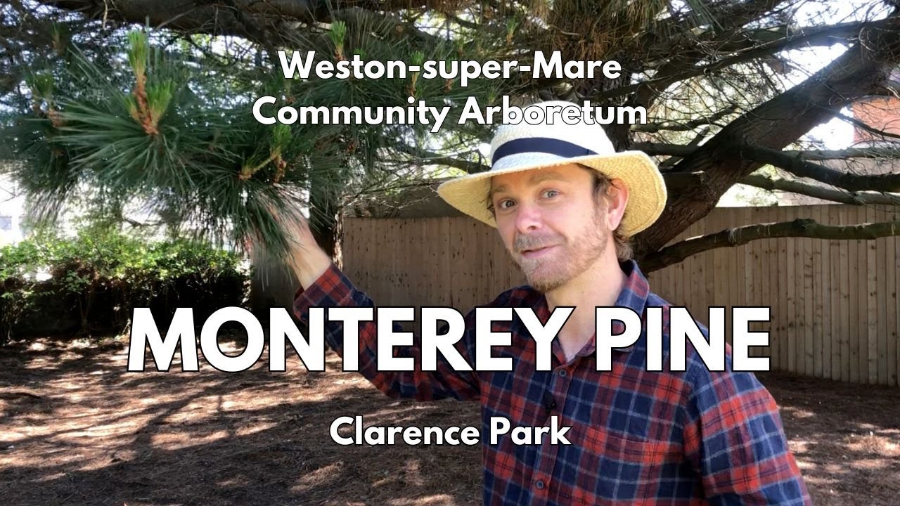 Monterey Pine (Pinus radiata) in Clarence Park