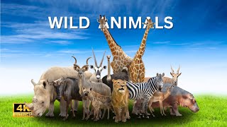 Wild Animals in 4k - Дикие животные | медведь, белка, волк, лиса, лось, обезьяна, слон, ёж, жираф