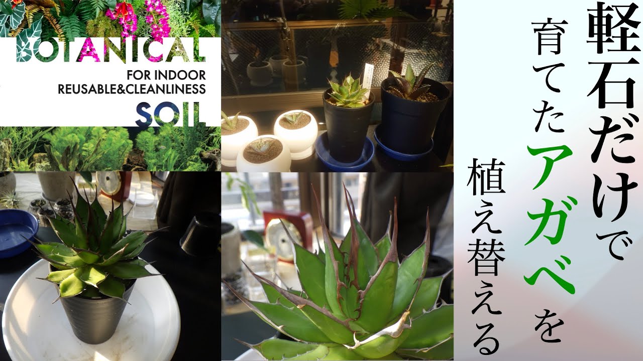 100%軽石で鍛えたアガベ・ホリダを植え替える