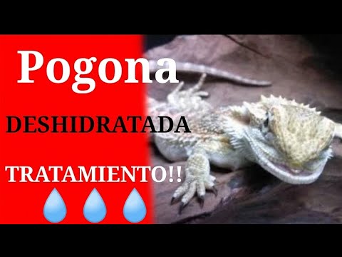 Video: ¿Por qué mi dragón barbudo está hinchado?