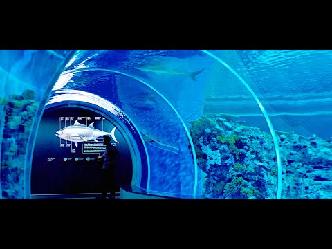 The Blue Planet, 2015 - 蓝色星球 ,  丹麦国家水族馆  2015