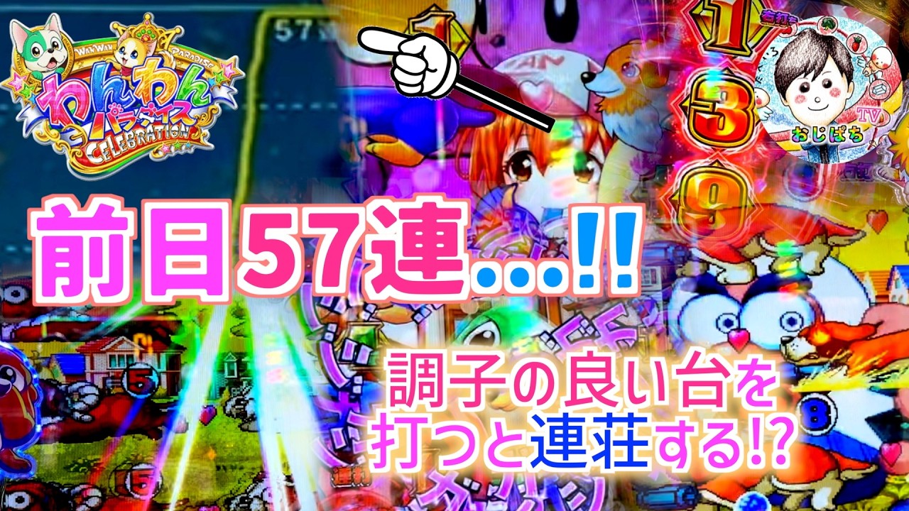 前日57連荘してる台😳【わんパラCELEBRATION】調子が良い台を打つと今日も連荘する！？上にいる台の方が良いのかも☝️　＃PAわんわんパラダイス　＃パチンコ わんわんパラダイス　＃甘デジ　＃犬