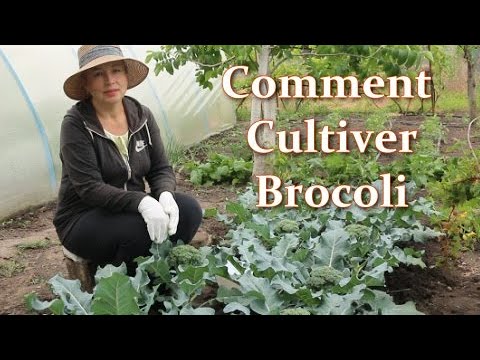 Video: Kako gojiti brokoli – gojenje brokolija na svojem vrtu
