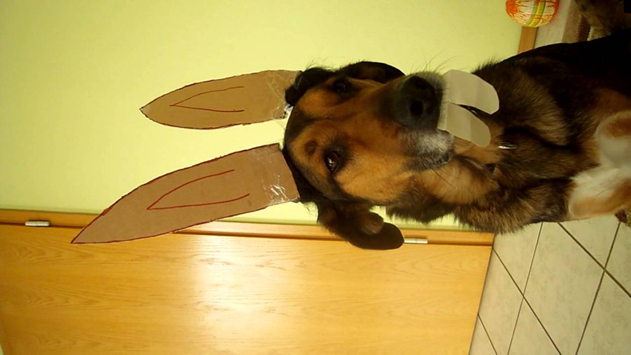 Hundefreunde 011 YouTube