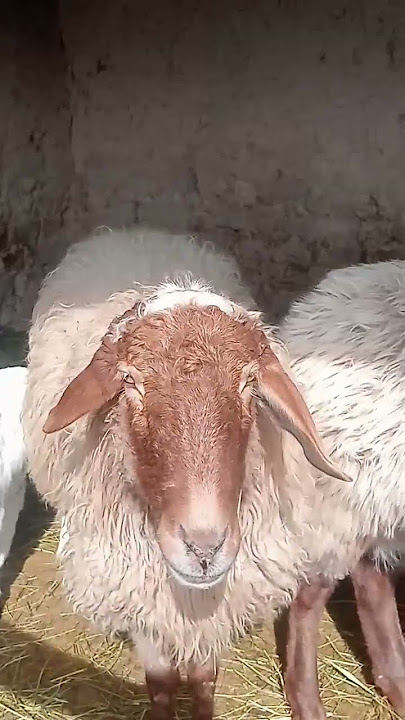 sheep for birthday #girl #spiderman
