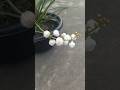 My Rooftop garden❤️।। #shorts #trending #youtubeshorts #nature #flowers #viralvideo #garden