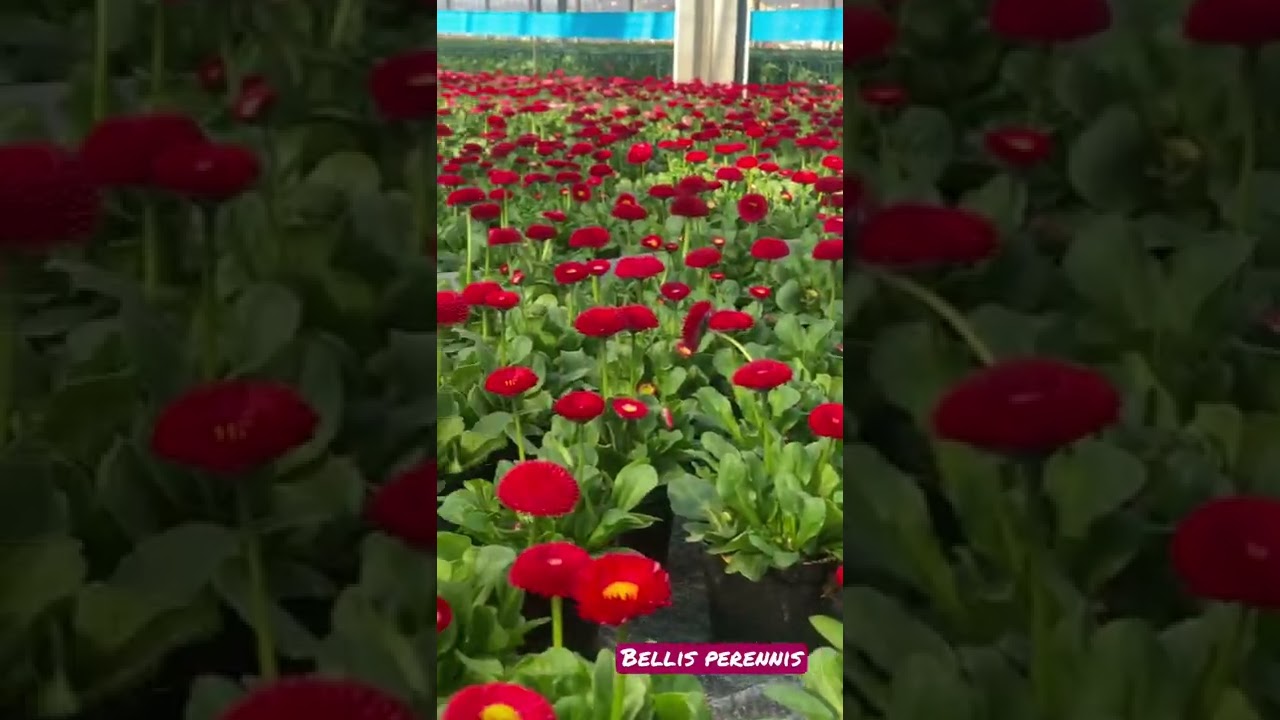 Bellis Perennis❤️ 
