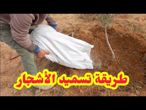 طريقة تسميد الأشجار الصغيرة بالسماد العضوي كيفية تسميد الأشجار