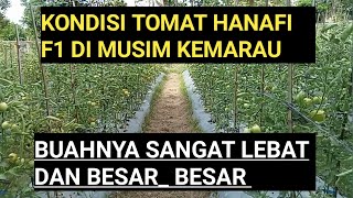 KONDISI TOMAT HANAFI F1 DI MUSIM KEMARAU! BUAH NYA SANGAT LEBAT