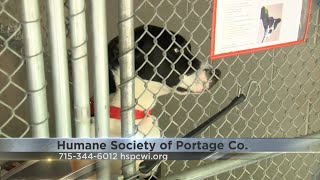 Pet Saver: Many dogs available for adoption