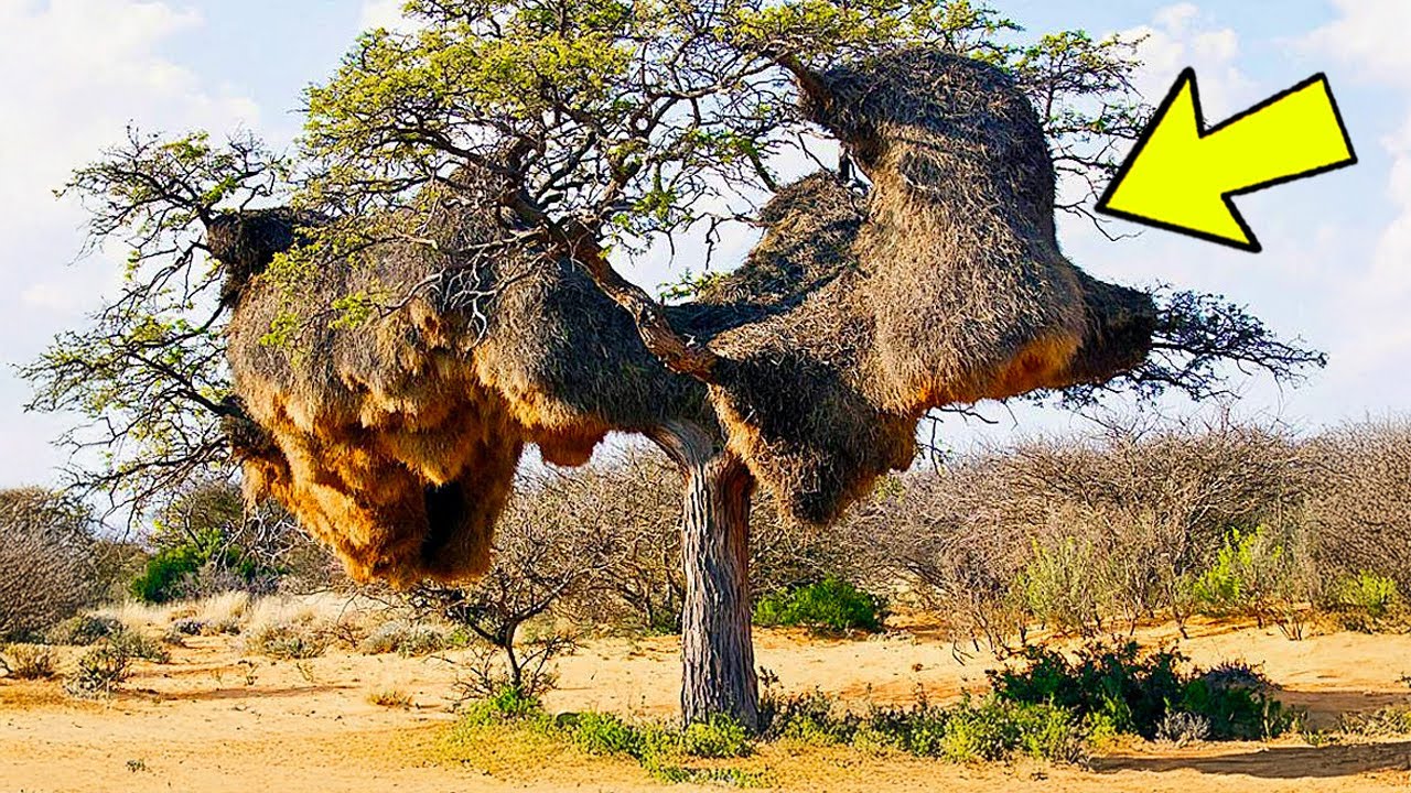 Hikers Stumble Upon a Massive 'Nest', Then They Hear, “Help Me”! - YouTube