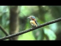 Banded Kingfisher Chick