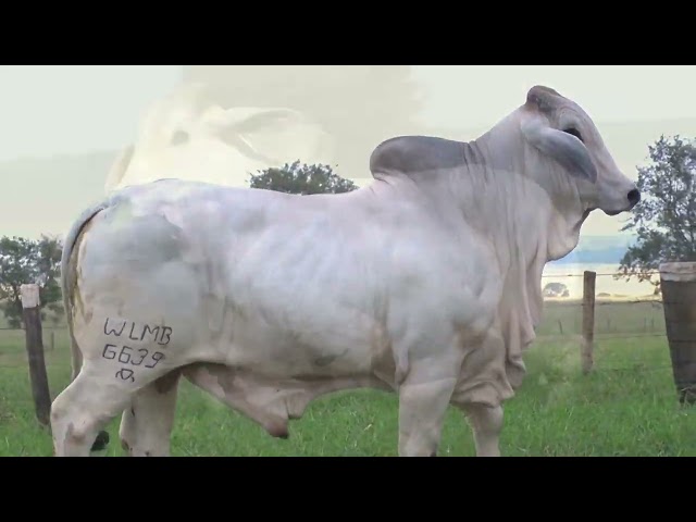 Lote 23    Fazenda Nova Pousada