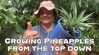 Growing a Pineapple from the top down: Growing a pineapple from a shop bought top. Profile