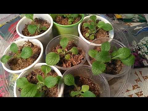 Видео: Как вырастить наперстянку из семян?
